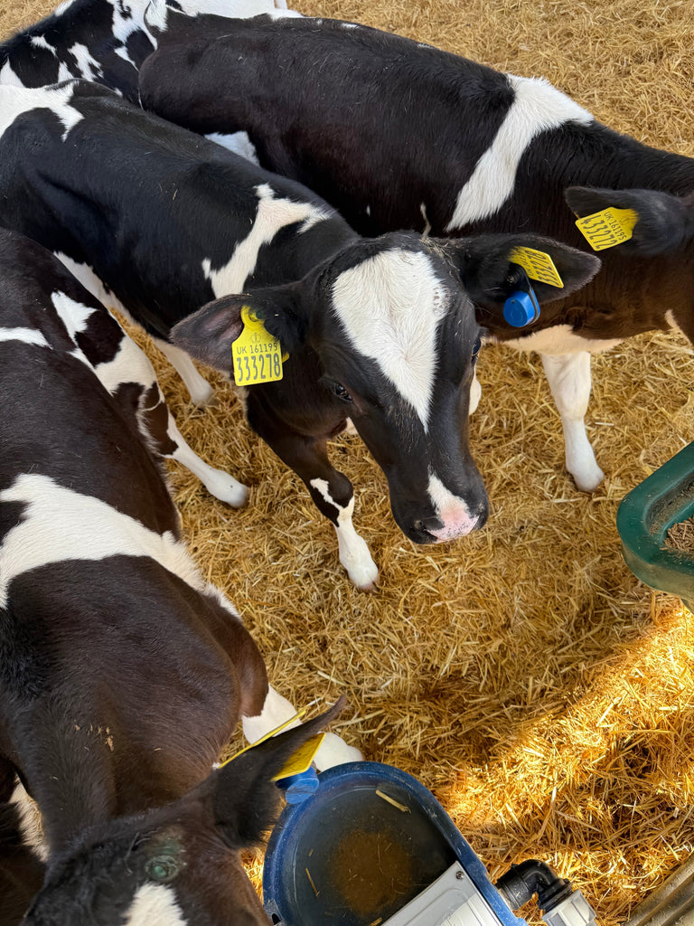 Calf Scour: Why It Starts in the Environment – and How Pruex Can Help