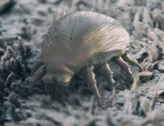 Should I take antibiotics if I have sinus issues?