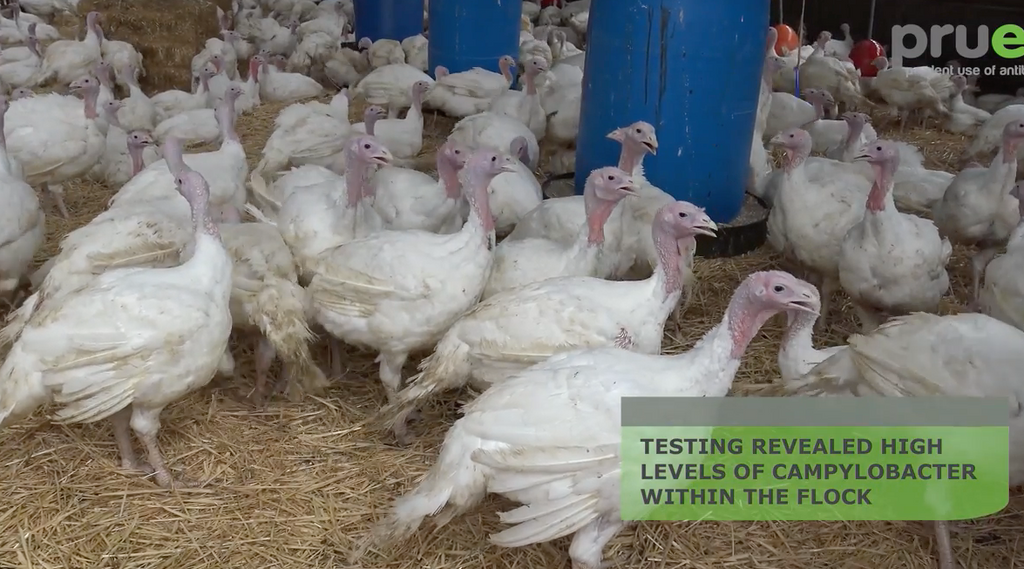 Exceptional efforts in improved animal welfare help reduce disease risk