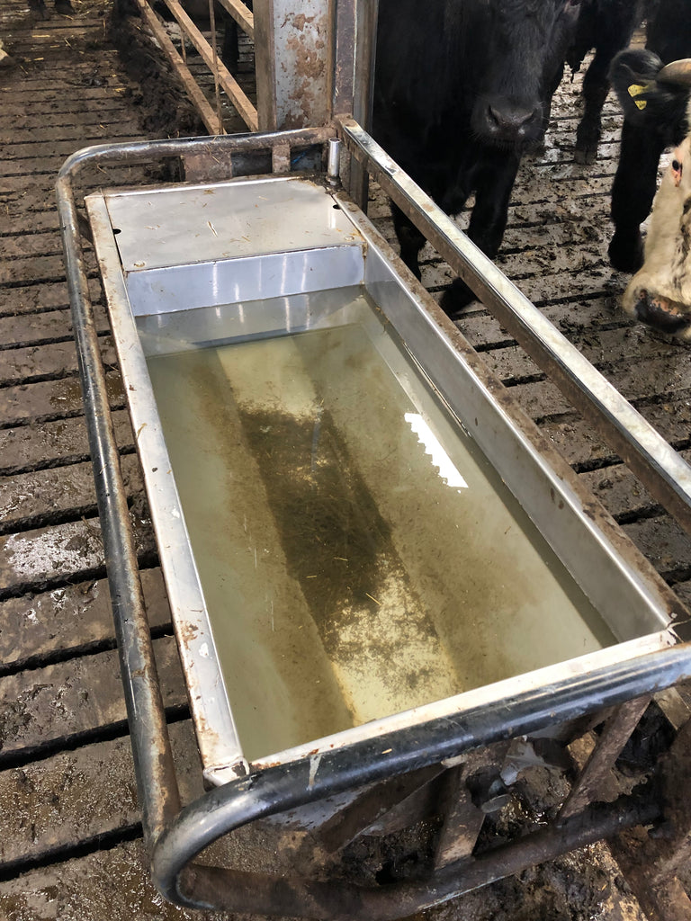 Is clean, non-infective water a nutrient that gets overlooked by stockmen to the health detriment of their livestock?