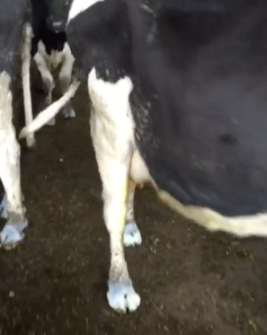 Clean feet for clean milk